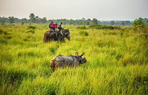 Chitwan Jungle Safari image